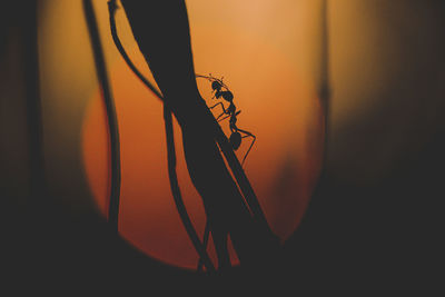 Ants take their friends home in the evening.