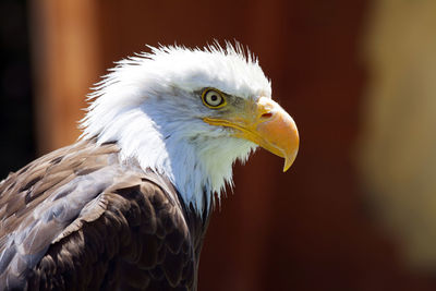 Close-up of bald eagle