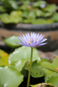 Close-up of lotus water lily in pond