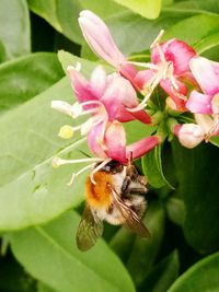 Close-up of bee on flower