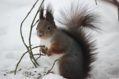 Close-up of squirrel eating during winter