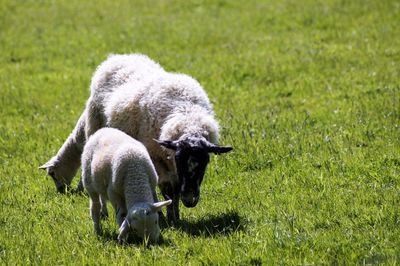 Sheep grazing in a field