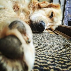 Close-up of a dog sleeping