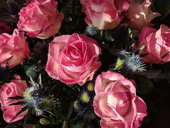 Close-up of pink flowers