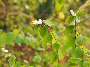 Close-up of flowering plant