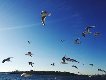 Low angle view of seagulls flying over sea against sky
