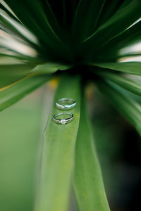 Close-up of dew drops on plant leaves