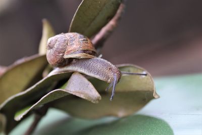 Close-up of snail on leaf