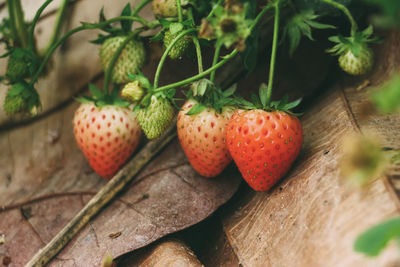 Close-up of strawberries on table