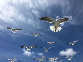 Low angle view of seagulls flying against sky