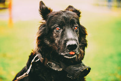 Portrait of black dog