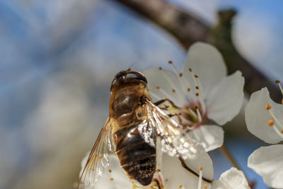 Close-up of bee pollinating flower