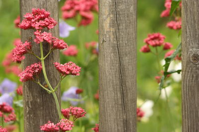 Close-up of red flowers on tree trunk
