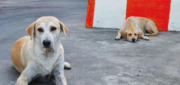 Portrait of dog sitting on road