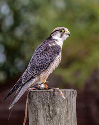 Bird of prey perching on wooden post