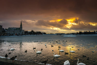 Seagulls at waterfront during sunset