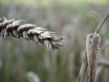 Close-up of cereal plant