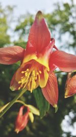 Close-up of red flower