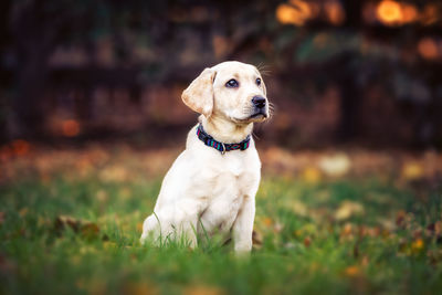 Dog looking away while sitting on field