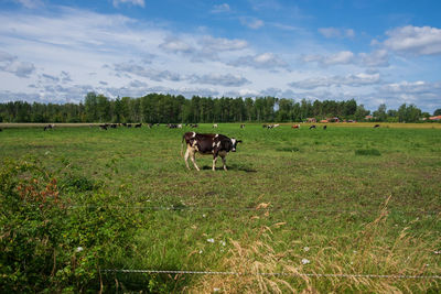 Cows in a field