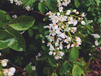 Close-up of flowers blooming on tree