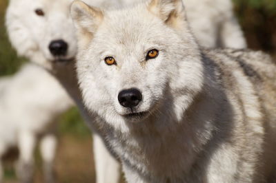 Close-up portrait of wolves standing outdoors
