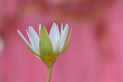 Close-up of pink flower