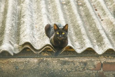 Portrait of cat sitting on stone wall