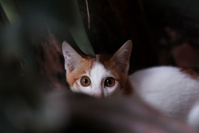 Close-up portrait of cat at home