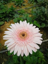 High angle view of pink flower
