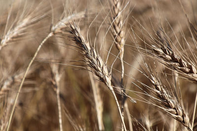 Close-up of wheat growing on field