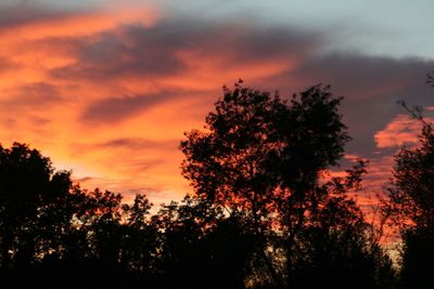 Low angle view of silhouette trees against orange sky