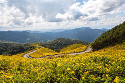 Tung bua tong mexican sunflower under blue sky in mae hong son,thailand.