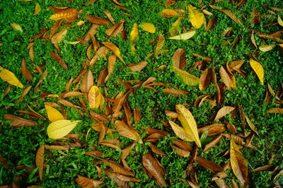 Full frame shot of plants