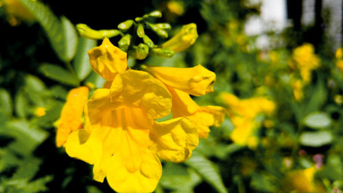 Close-up of yellow flowers blooming in garden