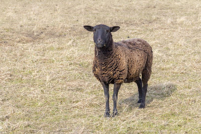 Portrait of horse standing on field