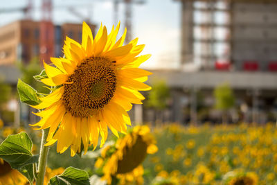 Close-up of yellow sunflower