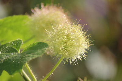 Close-up of succulent plant