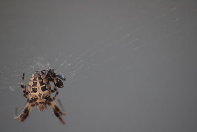 Close-up of spider