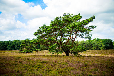 Tree on field against sky