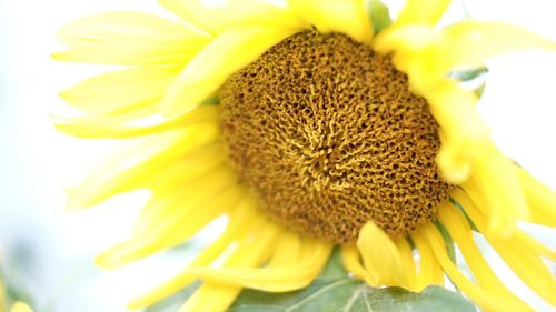 Close-up of sunflower