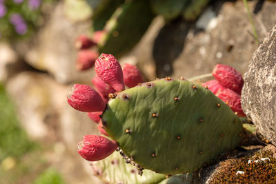 Fig cactus opuntia with red fruits growing at stone wall
