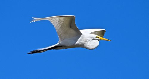 Low angle view of bird flying in blue sky