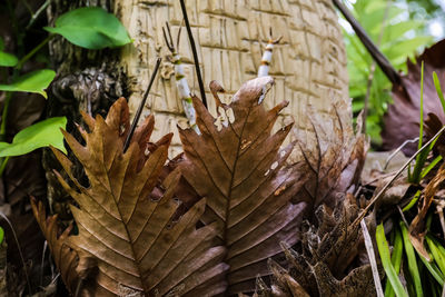 Close-up of plants during autumn