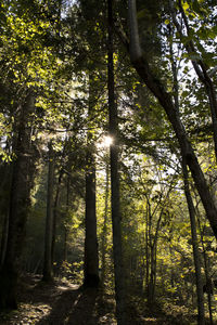 Trees in forest