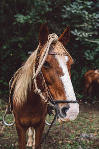 Horse standing in ranch