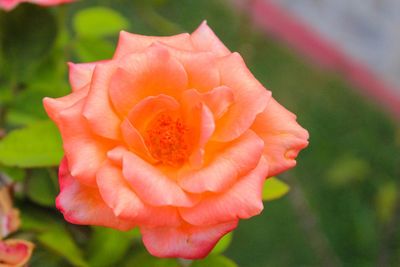 Close-up of flower blooming outdoors