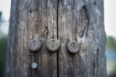 Close-up of wooden door on tree trunk