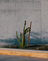 Cactus plant growing by road against wall