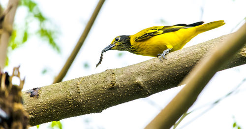 Close-up of bird perching on a tree